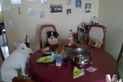 2011-03-12-Bild-03