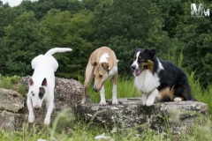 2017-07-15-Bild-0088-800x533