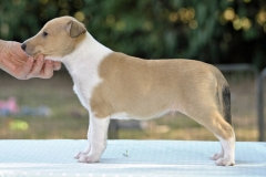 2020-09-13-Vanilla-King-09